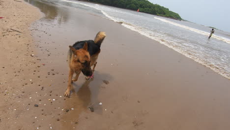 perro pastor alemán camina en la playa k