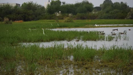 geese and egrets wade through flooded grass of recycled water