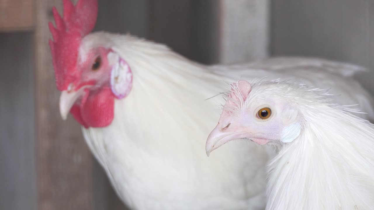 Albino Chicken and White Rooster Portrait Showing Feather and Comb Contrast