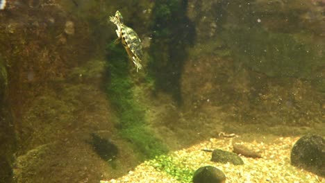 pequeñas tortugas marinas buceando en aguas claras con rocas y plantas acuáticas