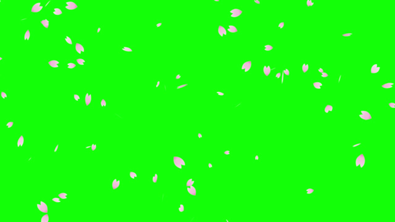 체리 꽃의 폭풍 무결 루프 애니메이션 (크로마 키 배경)