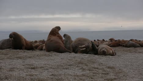 Walrosse-In-Einer-Gruppe-Am-Strand