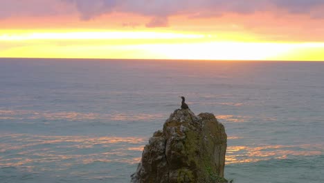 calm ocean behind cathedral rocks with aquatic bird at sunset in kiama downs, nsw, australia