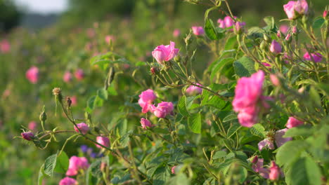 Arbustos-Búlgara-Aceitera-Damasco-Rosa