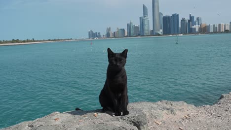 Ver-Un-Gato-Callejero-Buscando-Comida-En-La-Cornisa-De-Abu-Dhabi-En-Los-Emiratos-Árabes-Unidos.