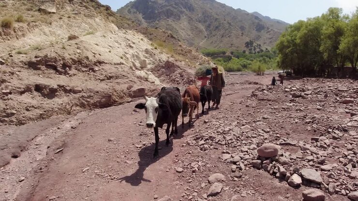 Old Man and His Herd