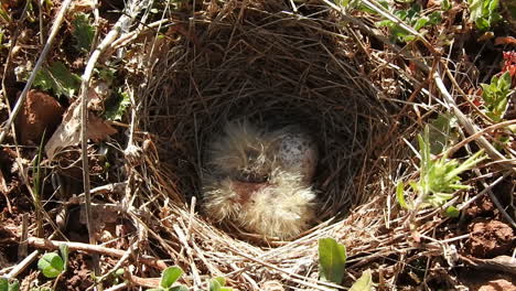 Chicks-at--desert-lark-nest--Morocco