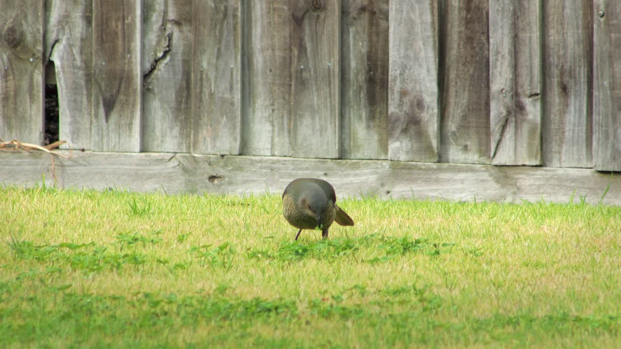 Female Satin Bowerbird Eating Grass in Garden Wooden Fence In Background Daytime Australia, Victoria, Maffra, Gippsland