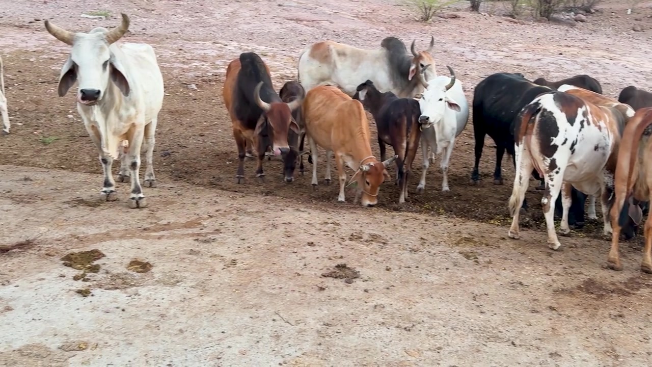 Animali da allevamento raggruppati su terreni agricoli aridi in un contesto di villaggio rurale.