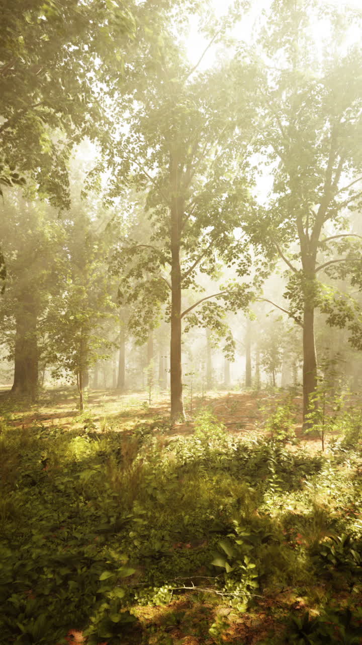 안개 가 가득 한  에 비친 숲