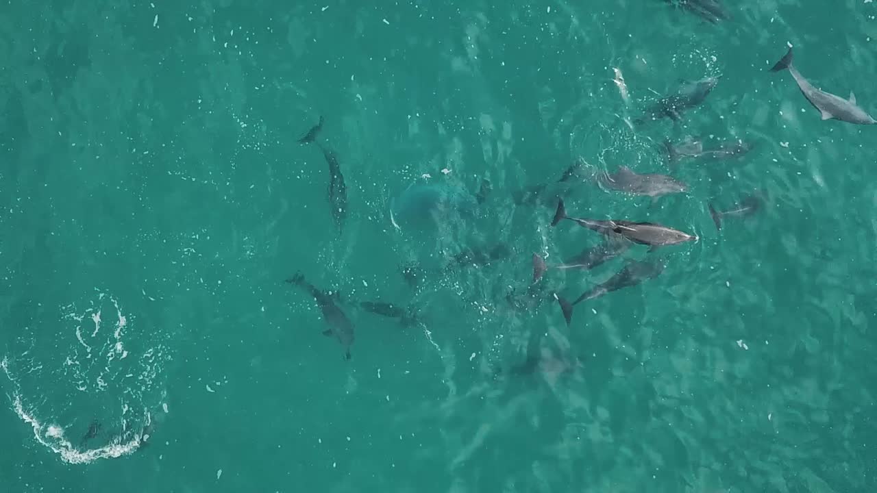 imágenes aéreas de drones de arriba hacia abajo de un grupo de delfines comunes de pico corto nadando lentamente a través del agua azul verde
