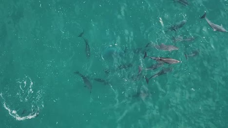 Imágenes-Aéreas-De-Drones-De-Arriba-Hacia-Abajo-De-Un-Grupo-De-Delfines-Comunes-De-Pico-Corto-Nadando-Lentamente-A-Través-Del-Agua-Azul-Verde