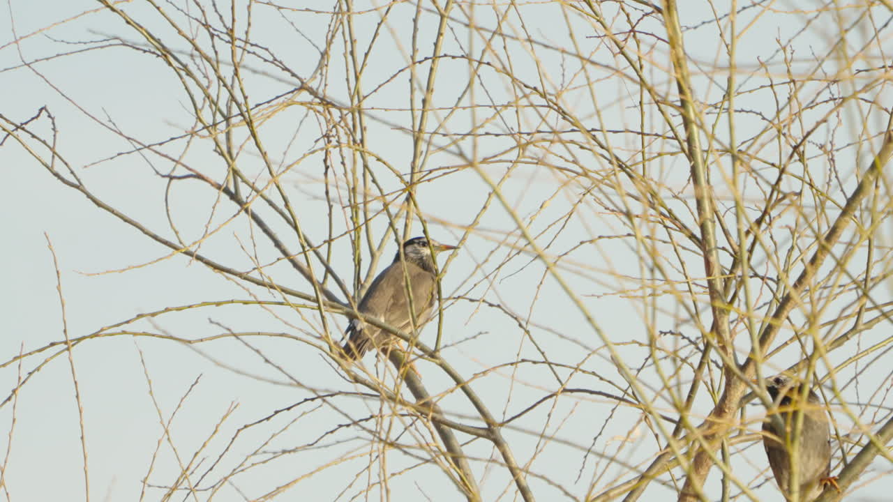 dos pájaros estorninos de mejillas blancas posados en las ramitas y luego volando en tokio, japón - cerrar