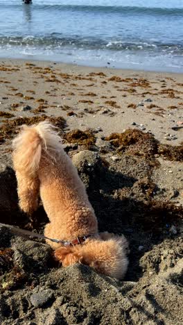 dog playing on the beach