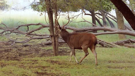 sambar rusa unicolor es un gran ciervo nativo del subcontinente indio, el sur de china y el sureste de asia que está catalogado como una especie vulnerable. parque nacional de ranthambore sawai madhopur rajasthan india