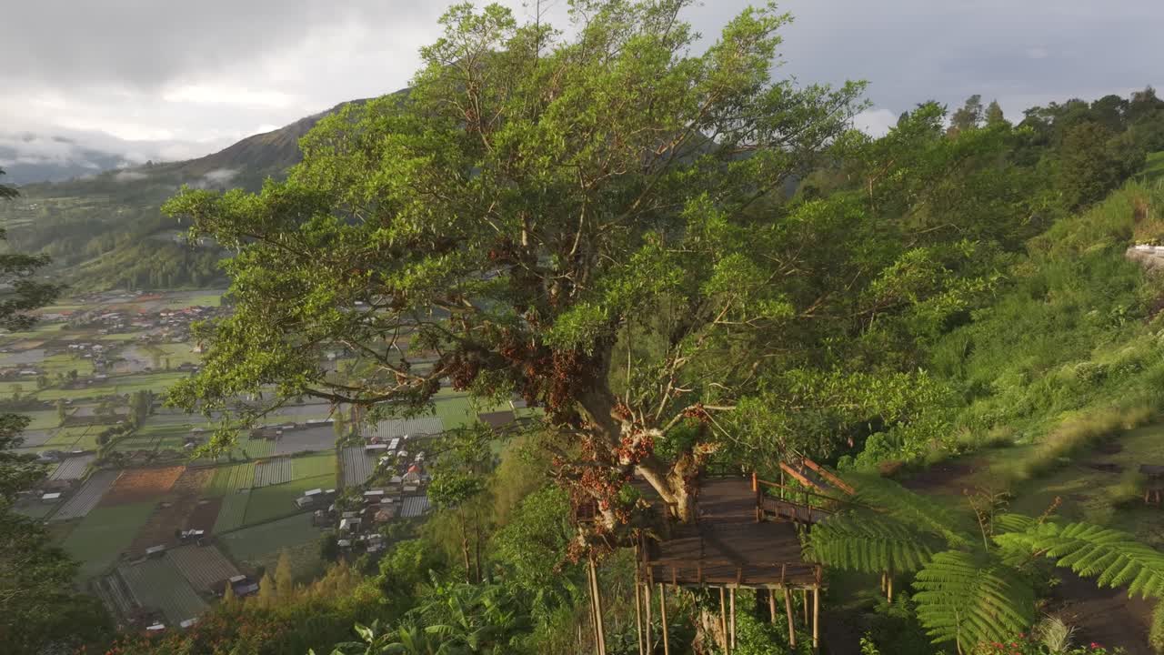 Prime luci su risaie a terrazze e una foresta lussureggiante vicino al Monte Batur.