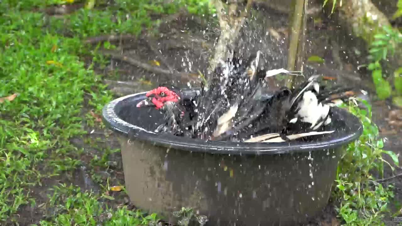 pato muscovy macho salpicando agua mientras se lava y nada en una tina negra
