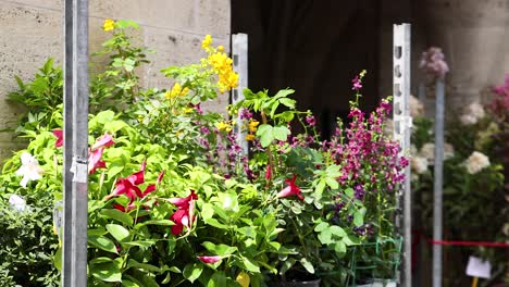 vibrant flowers adorn a charming french street