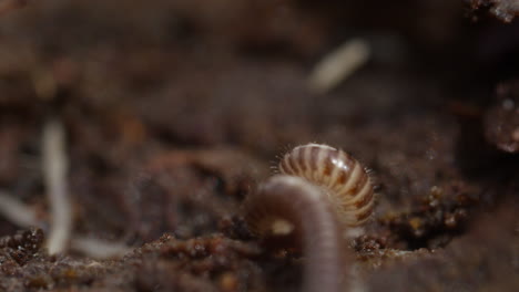 blunt-tailed snake millipede unfurls itself from defensive position on detritus