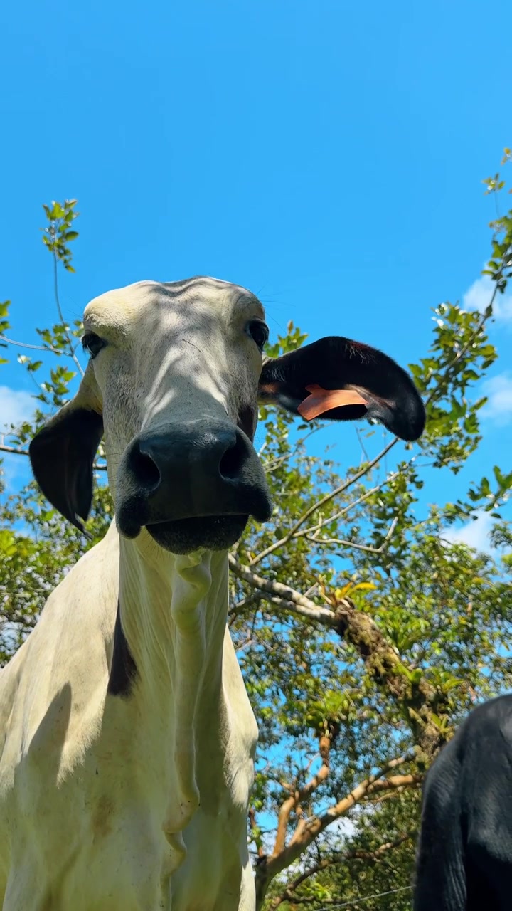 Ritratto ravvicinato di una mucca Brahman bianca in Costa Rica. Vista frontale del muso di un bovino Zebu con grandi orecchie sotto un cielo azzurro e alberi tropicali.
