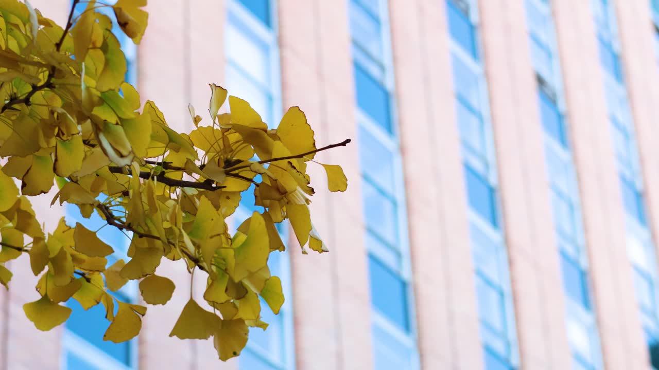 Ginkgo leaves sway against a city building backdrop