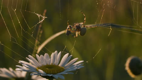 spider on a web with a daisy flower