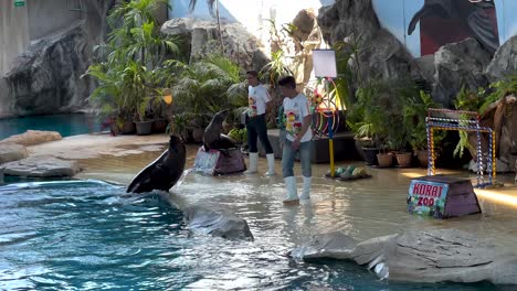 seals performing tricks at korat zoo