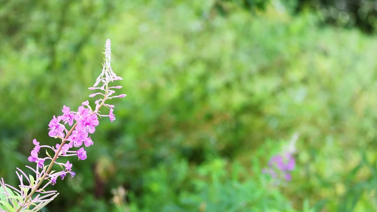 자연 환경에서 불꽃의 클로즈업