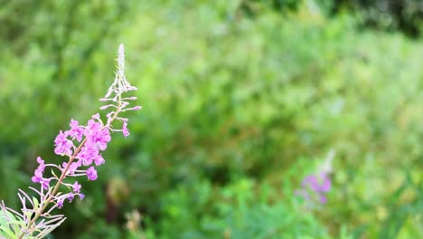 close-up of fireweed in natural setting