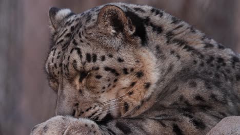 snow leopard staring at camera.