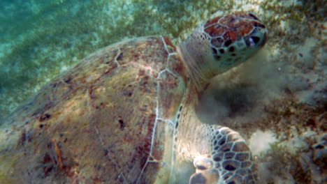 la tortuga que come