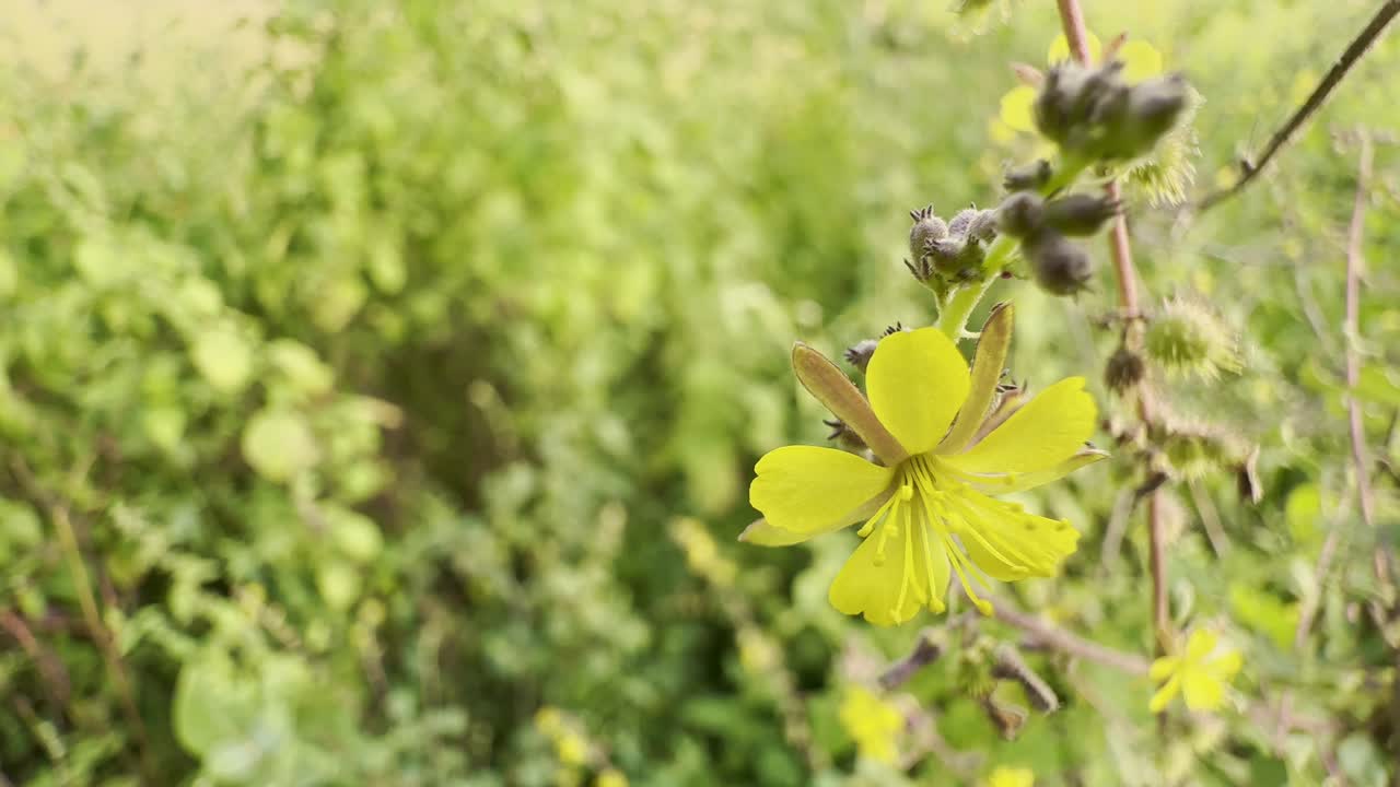 A macro shot of a Triumfetta rotundifolia, commonly known as Roundleaf Burr-Bush, reveals the intricate details of its vibrant yellow flower
