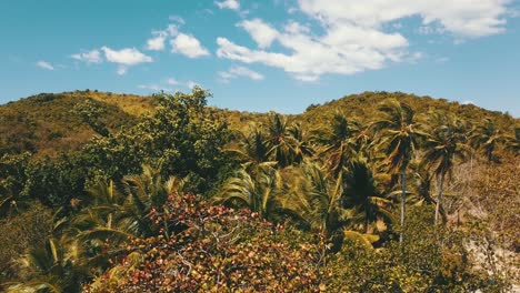 a beautiful stationary shot of a palm trees with some wind blowing their leaves