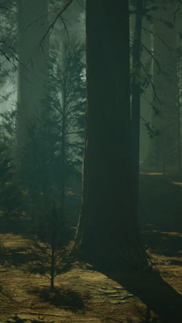 mysterious forest illuminated by soft light during early morning hours