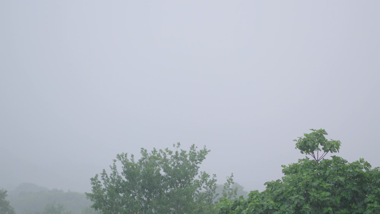 Densas nubes de tormenta desatan una lluvia intensa sobre las copas de los árboles verdes, creando una escena brumosa y melancólica con iluminación natural suave y una atmósfera dramática.