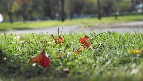 red autumn leaves in green grass