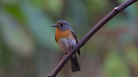 Beautiful-feather-display-as-it-looks-to-the-left-then-flies-away-towards-the-back,-Indochinese-Blue-Flycatcher-Cyornis-sumatrensis-Female,-Thailand