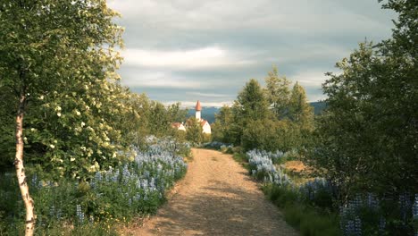 Múltiples-Tomas-De-Hierba-Verde-Al-Atardecer