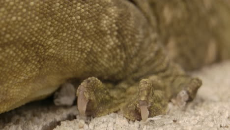 macro of new caledonian gecko claw on wood