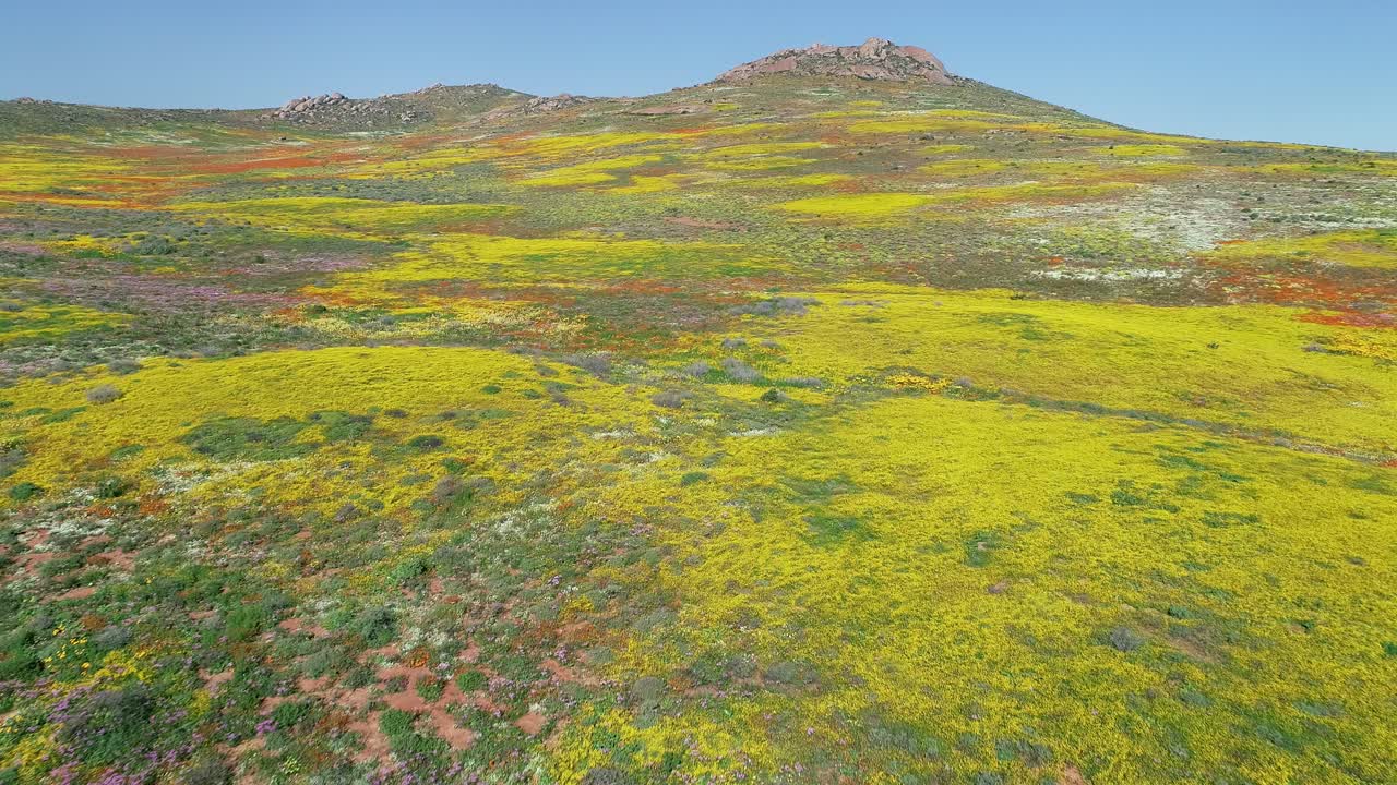 남아프리카 공화국 북부 케이프 주 나마 ⁇ 랜드 의 화려 한 화려 한 일 년 야생 꽃 의 공중 사진