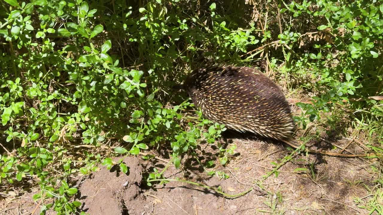 Echidna moves into dense grass, camouflaging among foliage in bright natural daylight, static overhead view