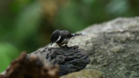 Malaysischer-Rattenfantail,-Rhipidura-Javanica