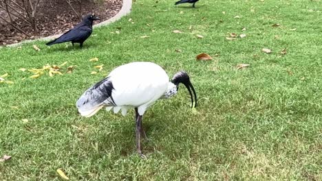 wild australian white ibis, threskiornis molucca eating chips dumped on the grass by human being in urban downtown brisbane city, australia, slow motion shot