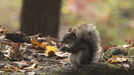 Closeup of skittish squirrel digging for food