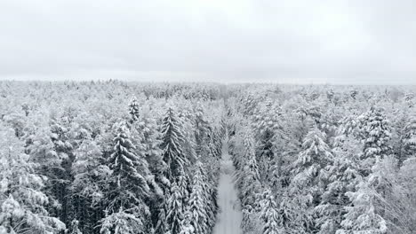 Luftaufnahme-Des-Winterwaldes