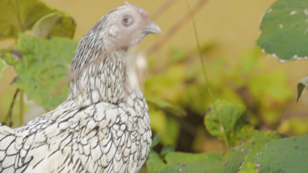 black and white feathered chicken walking around free