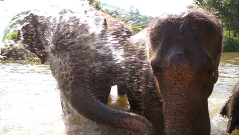 elefantes de tailandia