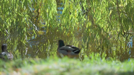 ducks float on a serene lake with sparkling water, surrounded by lush greenery and hanging branches of the willow tree.