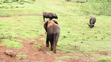 Un-Elefante-Deambulando-Por-El-Campo-En-El-Parque-Nacional-Aberdare,-Kenia---Ancho