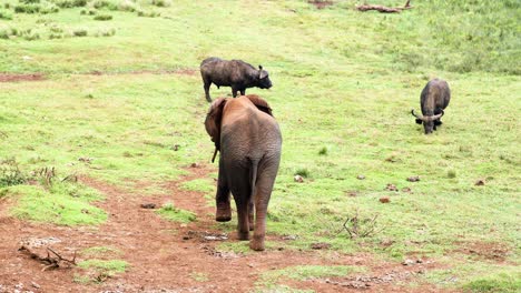 Ein-Elefant,-Der-Im-Aberdare-Nationalpark-In-Kenia-Umherstreift-–-Breit